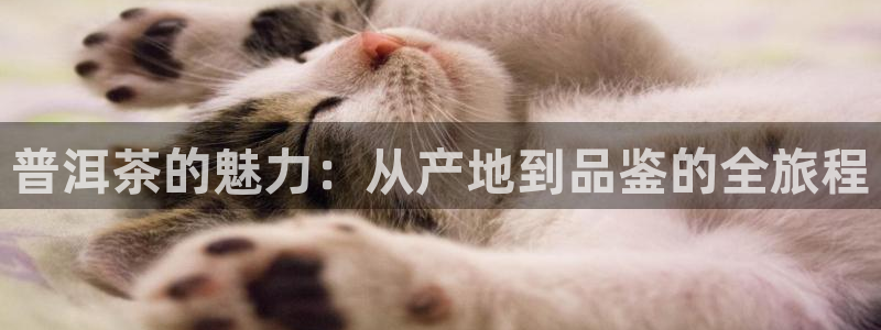 金年会金字招牌下载