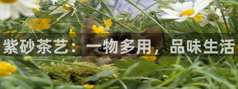 金金年会