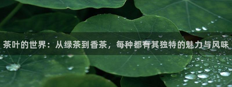陆金所 年会