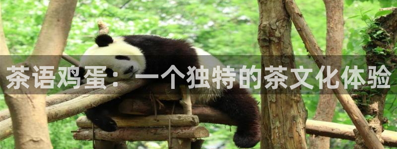 金顶年会