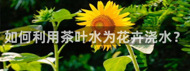 金年会ios下载