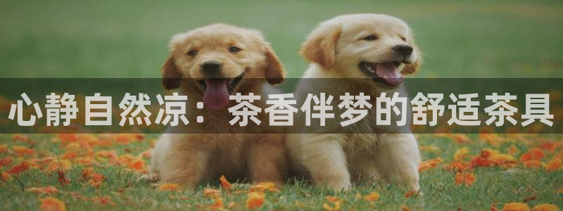 金诺利年会