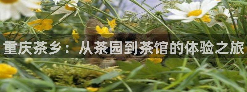 金年会代理