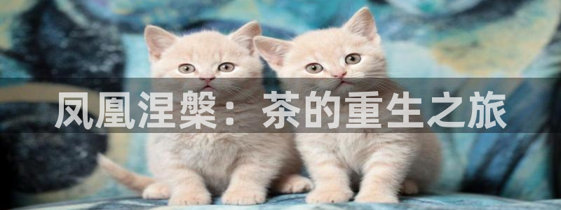 金年会金字招牌