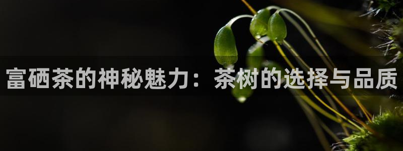 金年会是啥