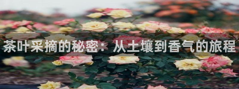 金年会体育官方网站入口