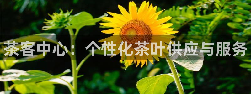金年会平台