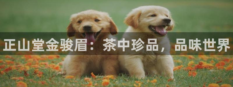 金年会网官网新版